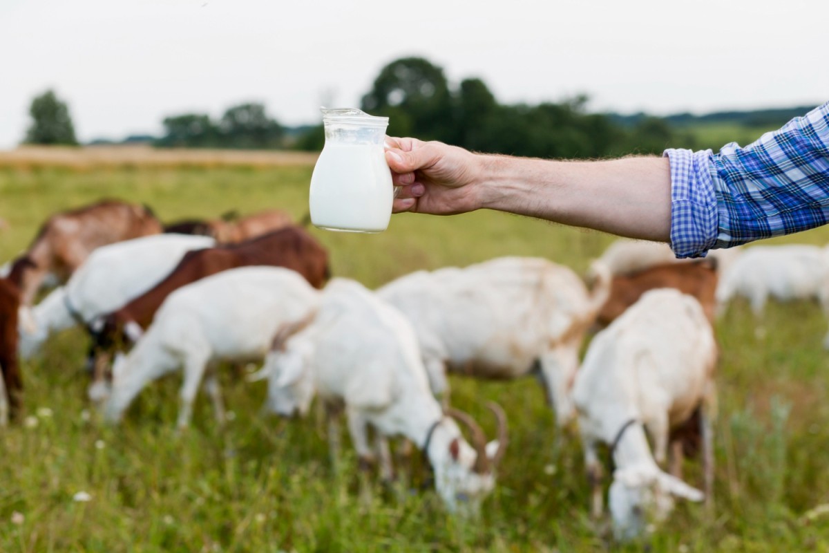 Leite de vaca na primeira infância: quando e como introduzir de forma segura, segundo nutricionista