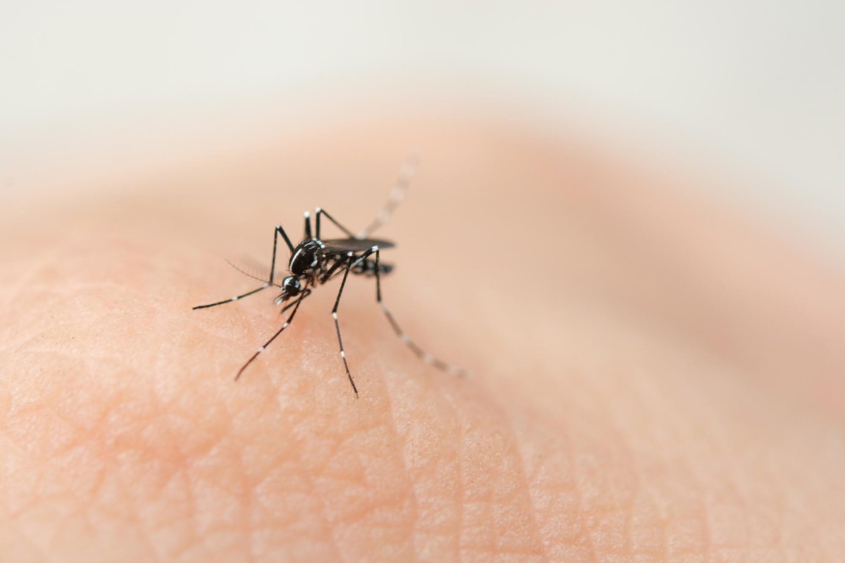 Dengue: Sintomas, Riscos e Dicas para Evitar Complicações Graves da Doença