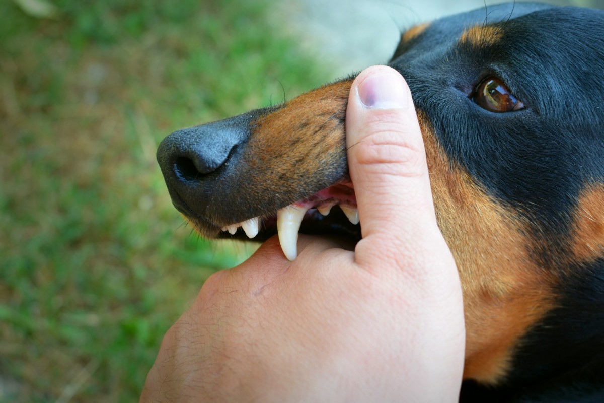 Mordidas de Cães e Gatos Podem Causar Infecções Graves e Exigir Cirurgia