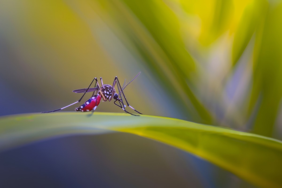 Dengue Grave: Exames Podem Ser a Chave para Evitar Complicações Fatais!