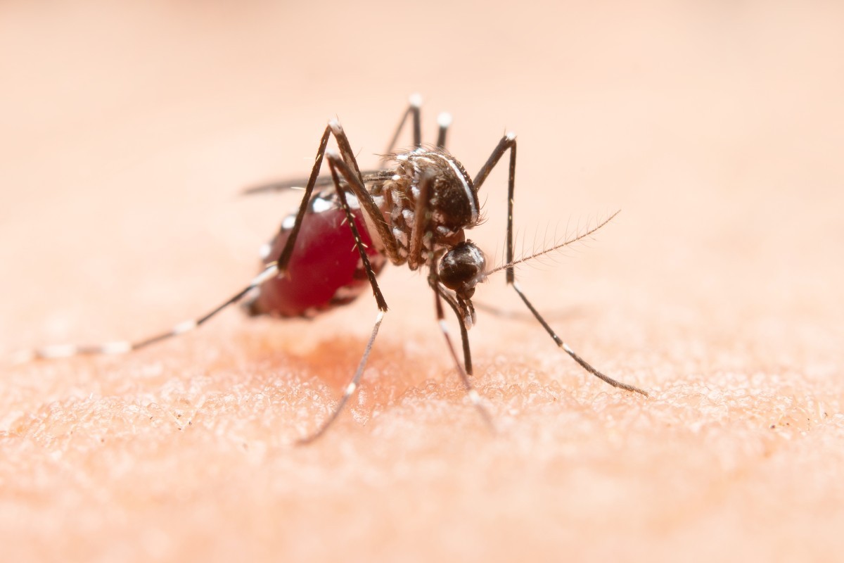 Por que é tão difícil combater o mosquito da dengue no Brasil?