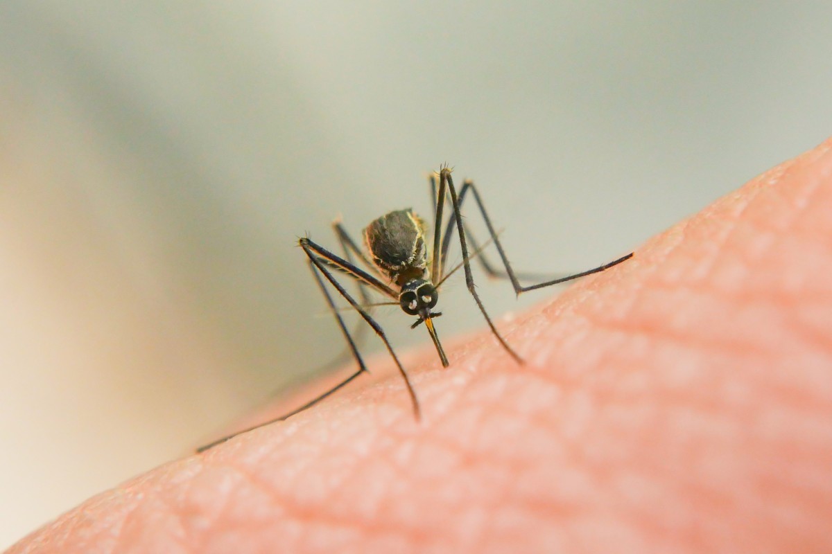São Paulo em Estado de Emergência: Epidemia de Dengue Acende Alerta para Prevenção