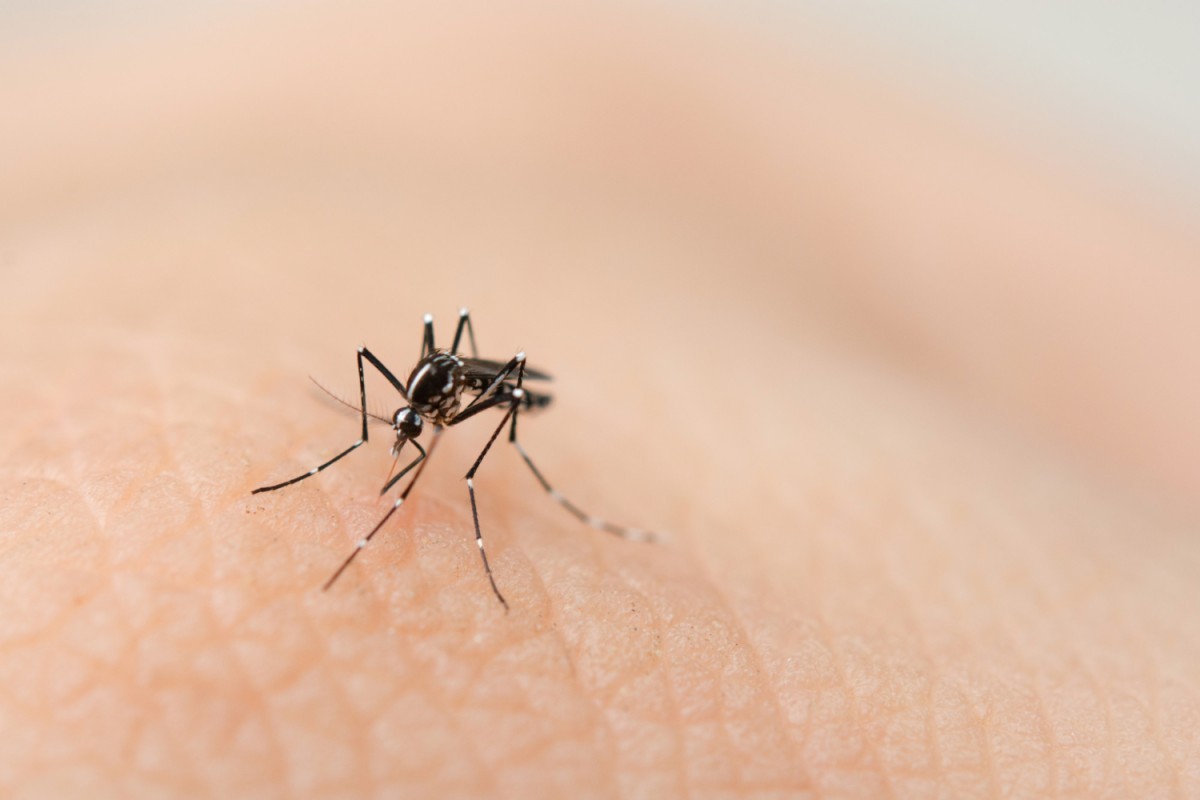 Dengue em Idosos Preocupa Especialistas: Cuidados Devem Ser Redobrados