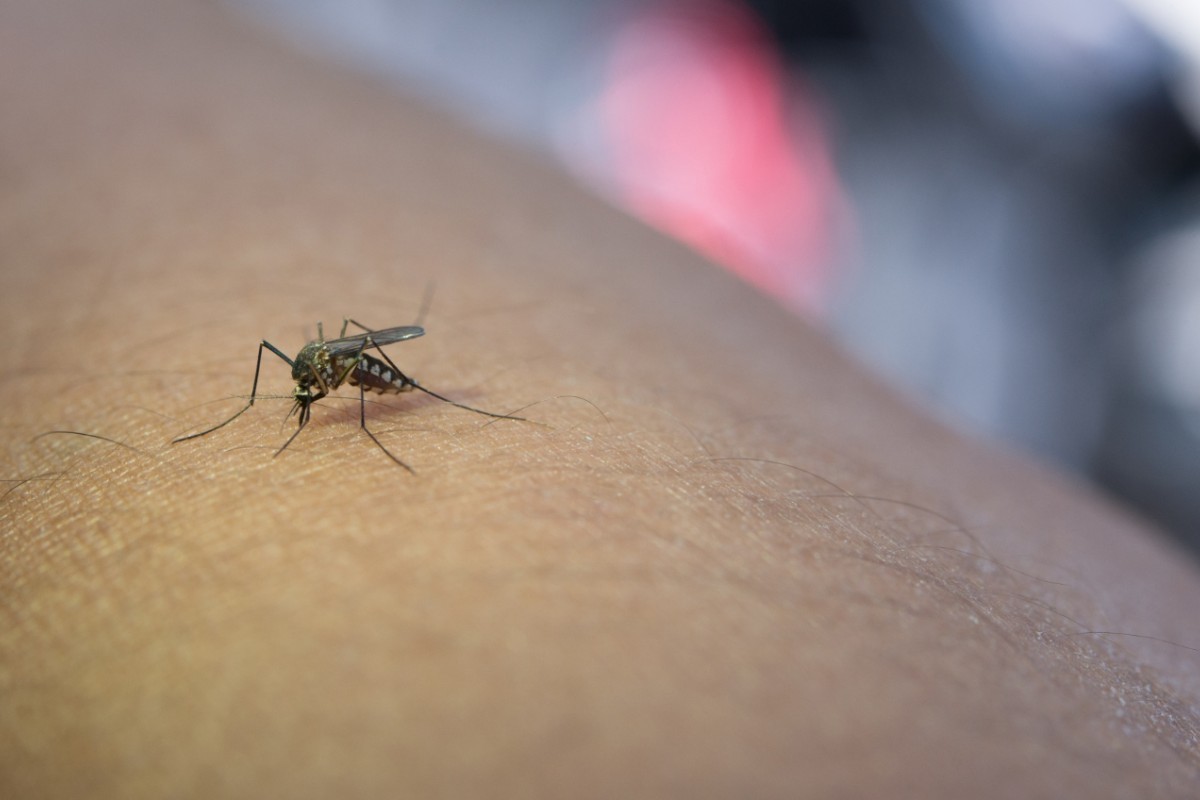 Chikungunya avança no Brasil: casos crescem em 2025 e reforçam alerta para a saúde